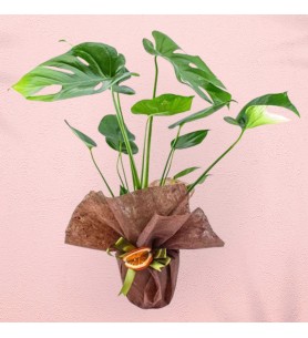 Deve Tabanı (Monstera Deliciosa)